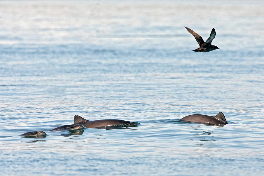 Harbour Porpoises - Rare Picture Of Small Group Bay Of Photograph by Mark Carwardine / Naturepl.com Harbour Porpoises - Rare Picture Of Small Group Bay Of Photograph by Mark Carwardine / Naturepl.com