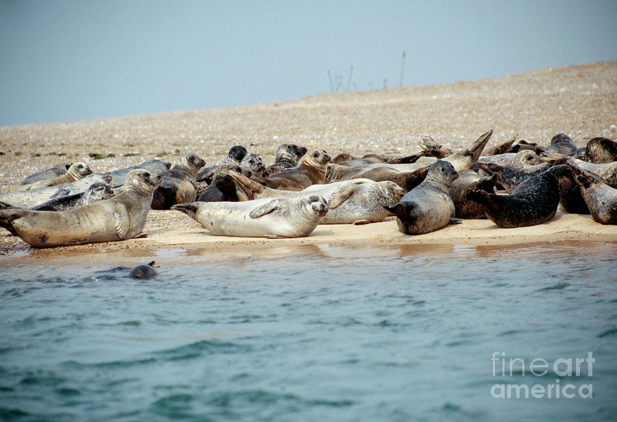 Wildlife Photograph - Harbour Seals by John Howard/science Photo Library