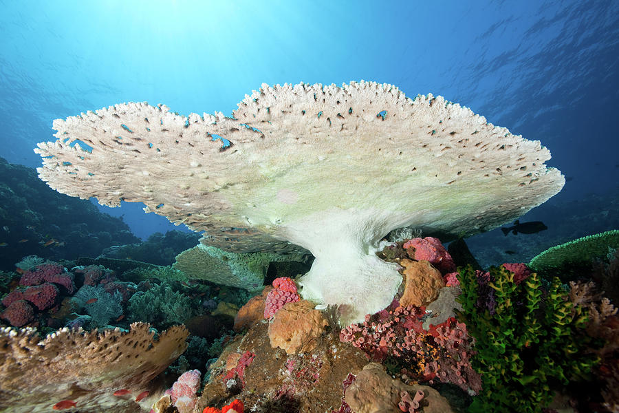 Hard Coral Paradise At Crystal Rock Photograph by Ifish