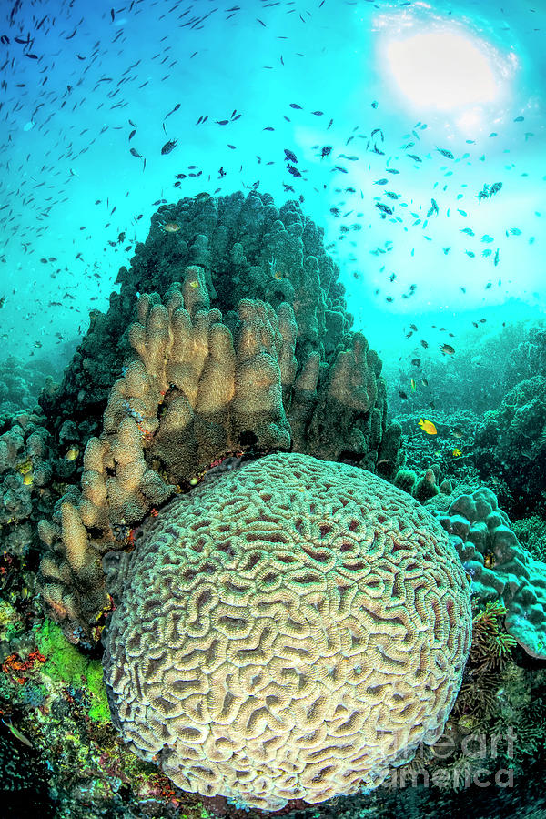 Hard Corals And Sunburst Photograph by Louise Murray/science Photo Library