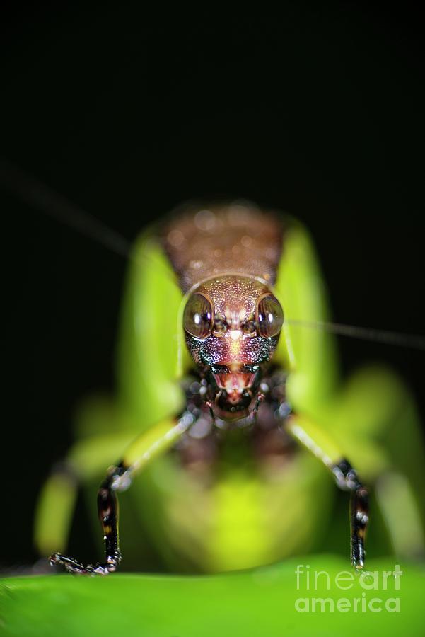 Hard Shelled Katydid Photograph by Scubazoo/science Photo Library - Pixels