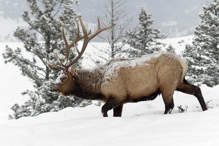 Hard times... Elk in winter Photograph by Ralf Kistowski - Fine Art America