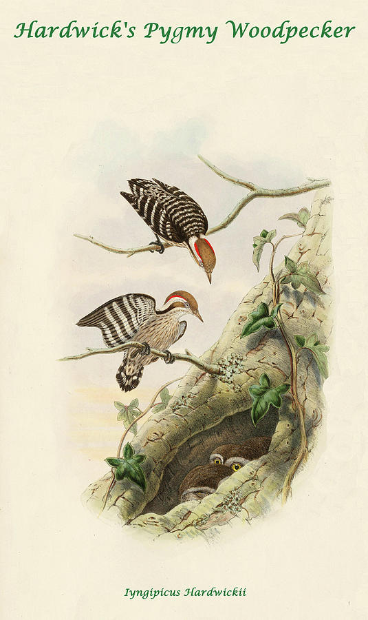 Hardwicks Pygmy Woodpecker Painting by John Gould