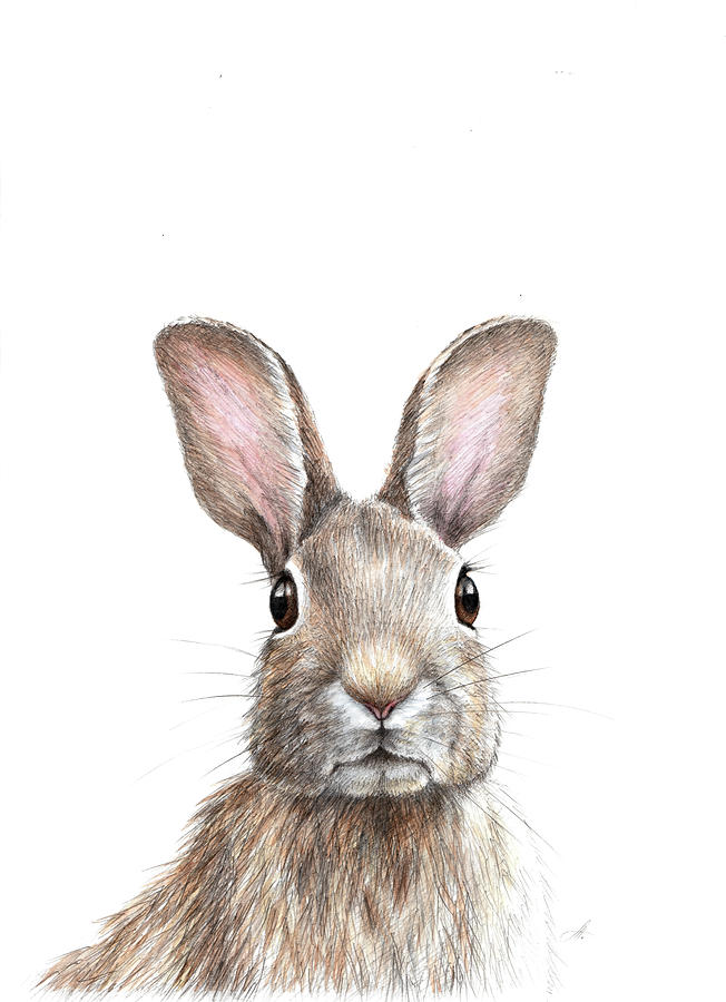 Easter Drawing - Hare by Anna Abramskaya