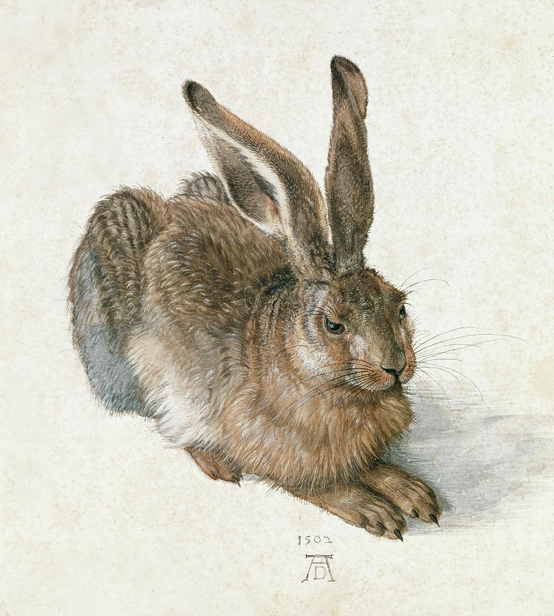 Hare-Hase. Watercolour. Painting by Albrecht Durer -1471-1528-