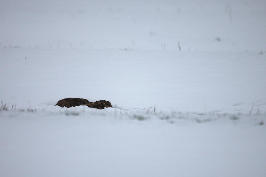 Hare in snow Photograph by Alex England - Fine Art America