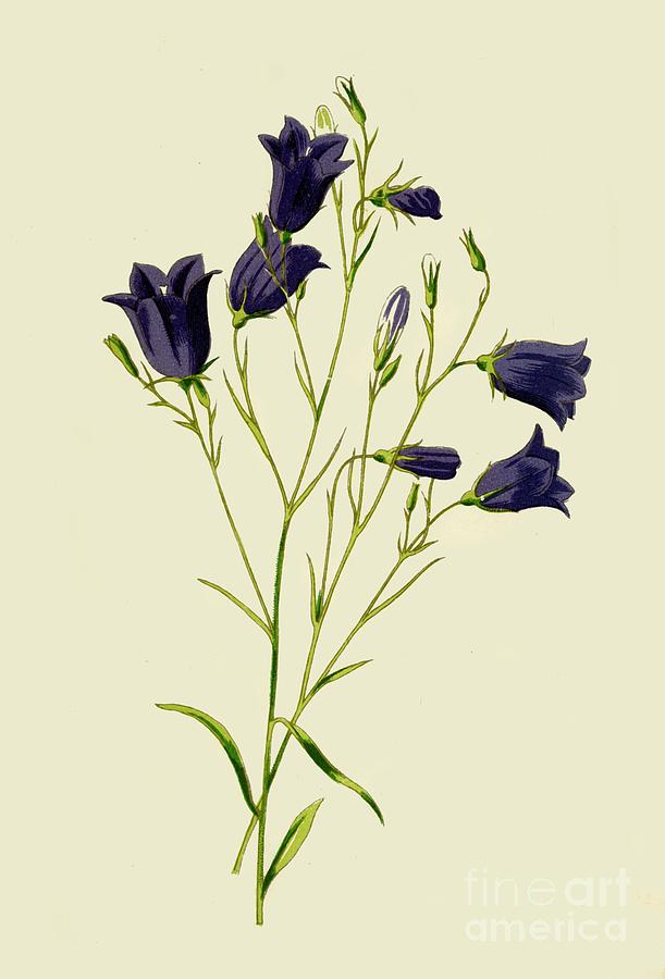 Harebell Drawing by Print Collector