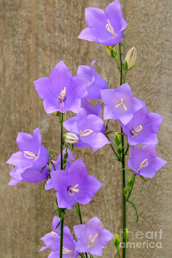 Harebell showoff by Frank Townsley Harebell showoff by Frank Townsley