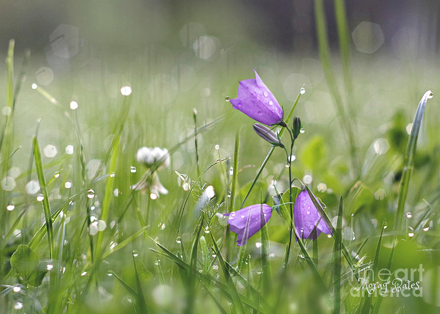 Harebells and Water Drops by Morag Bates Harebells and Water Drops by Morag Bates