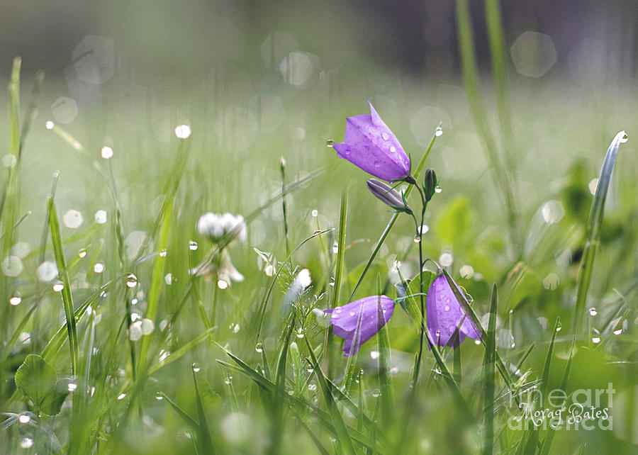 Harebells and Water Drops Pyrography by Morag Bates