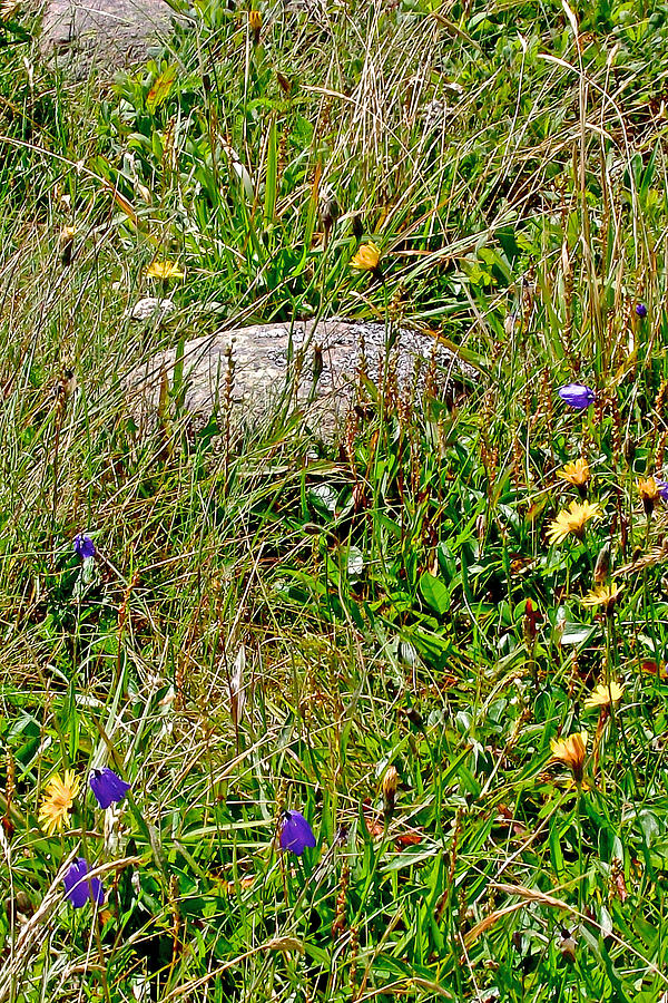 Harebells and Yellow Hawkweed in St. Marys Ecological Reserve, Newfoundland, Canada Photograph by Ruth Hager
