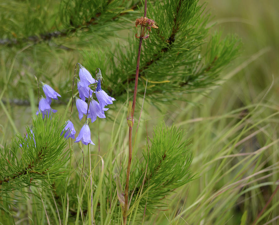 Harebells in the Forest by Whispering Peaks Photography Harebells in the Forest by Whispering Peaks Photography