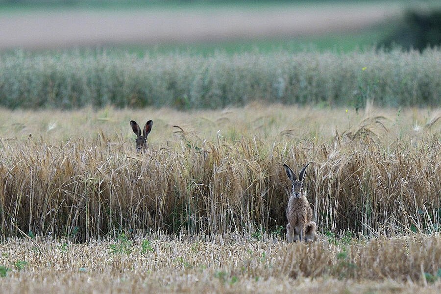 Hares On Farmland, One With Ears Visible Above The Crop. Photograph by Fabrice Cahez / Naturepl.com Hares On Farmland, One With Ears Visible Above The Crop. Photograph by Fabrice Cahez / Naturepl.com