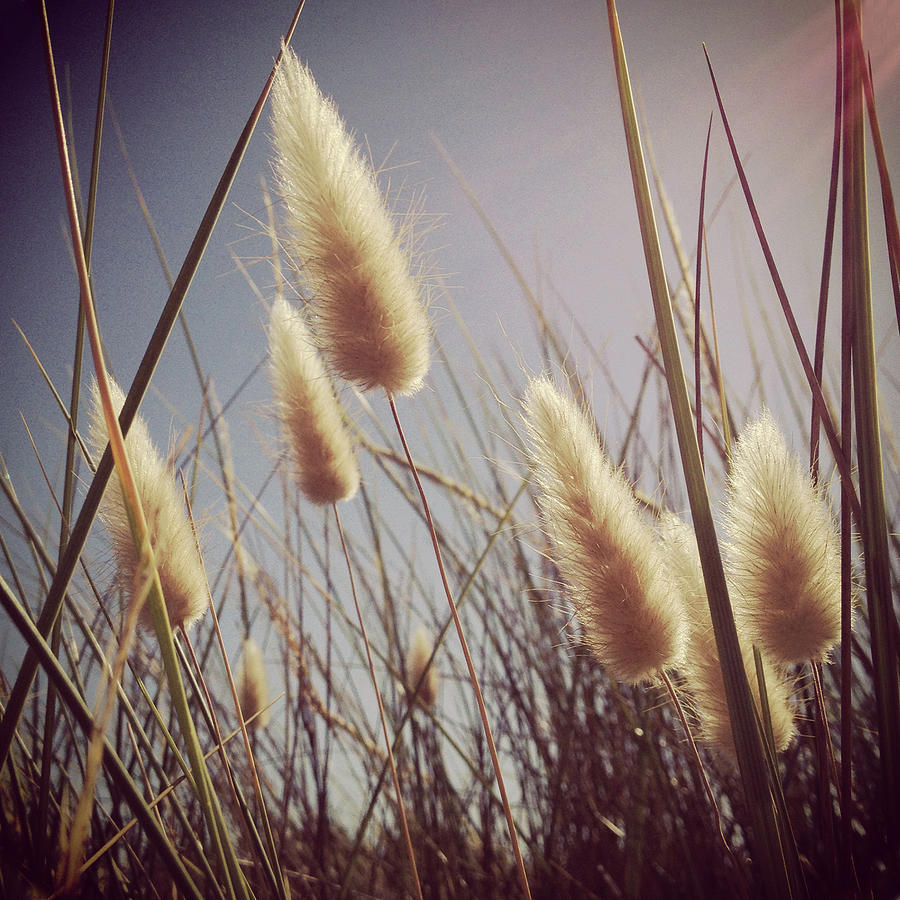 Hares Tail Grass Against A Blue Sky Photograph by Jodie Griggs