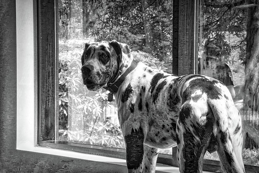 Harlequin dane Photograph by Dennis Baswell