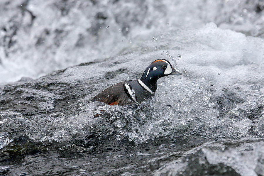 Harlequin Duck Photograph by Ronnie And Frances Howard