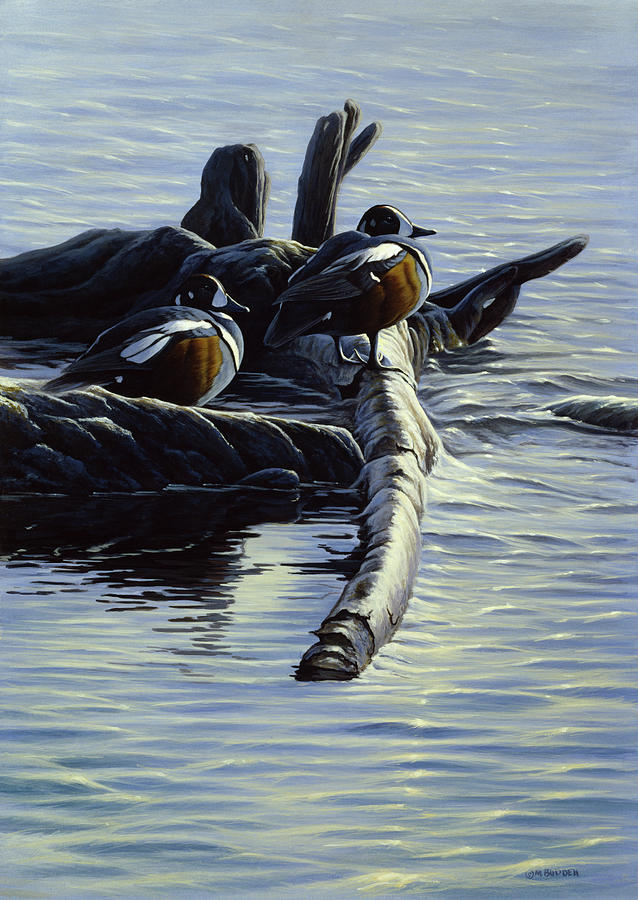 Harlequin Ducks Painting by Michael Budden