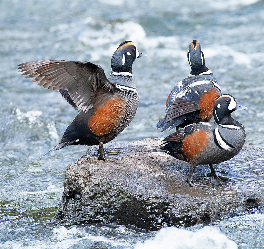 Harlequin Ducks on the Yellowstone River Photograph by Dennis Hammer ...