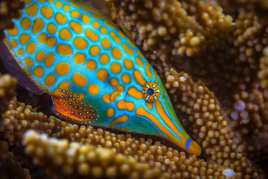Fish Photograph - Harlequin Filefish by Barathieu Gabriel