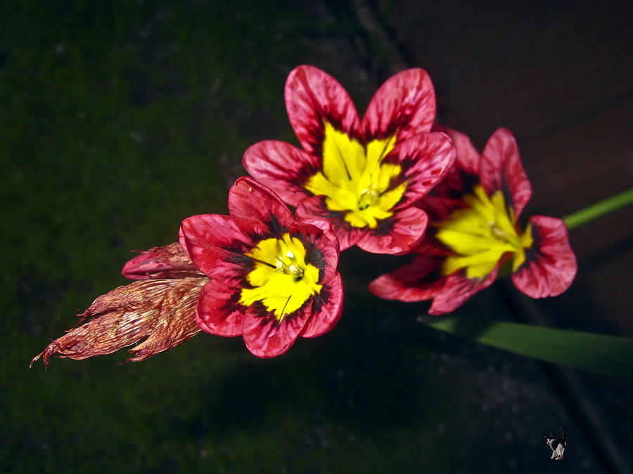 Harlequin Flowers Photograph by Joyce Dickens