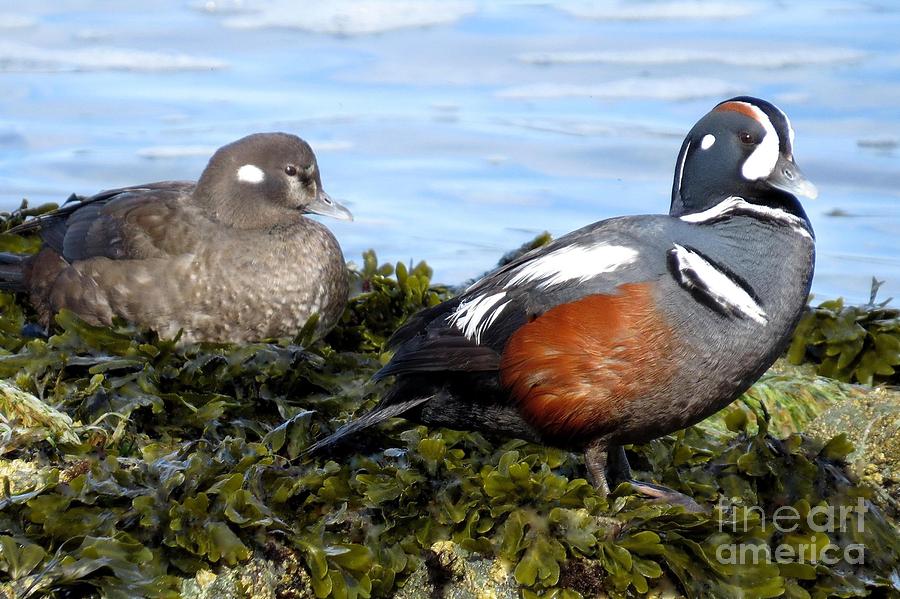 Harlequin pair by Frank Townsley Harlequin pair by Frank Townsley