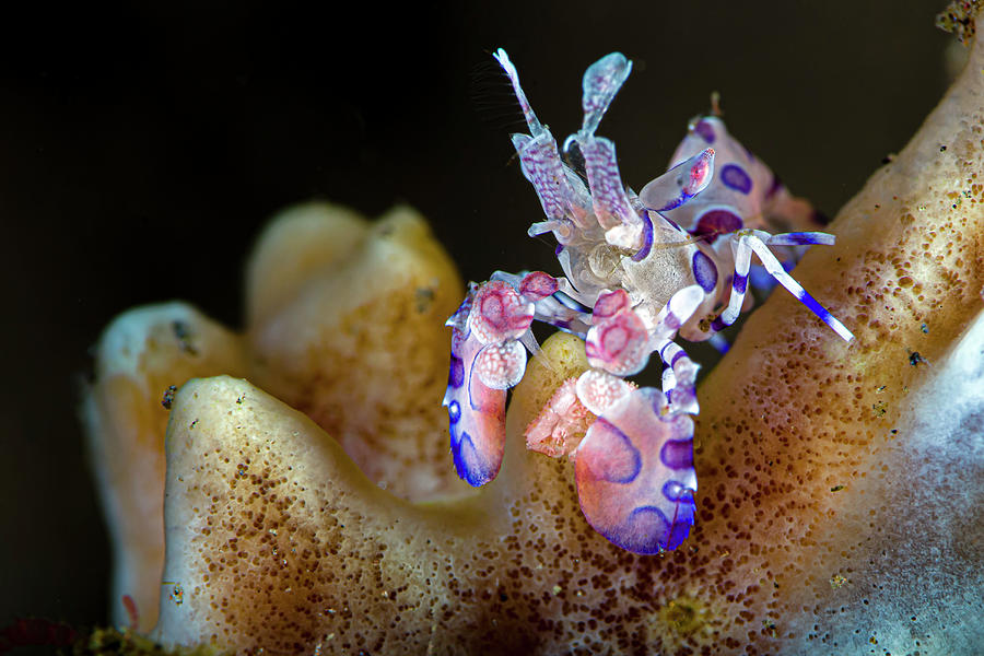 Harlequin Shrimp Hymenocera Elegans Photograph by Bruce Shafer