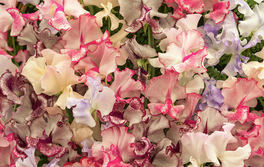 Harlequin Sweet Pea Flowers 01 Photograph by Chris Smith