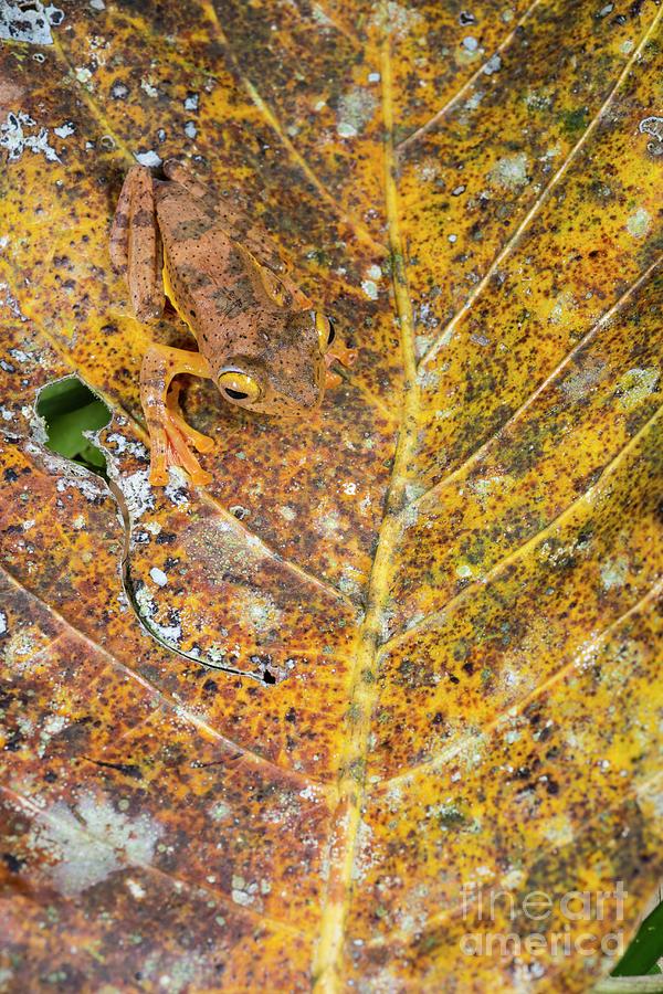 Wildlife Photograph - Harlequin Tree Frog Camouflage On Leaf by Scubazoo/science Photo Library
