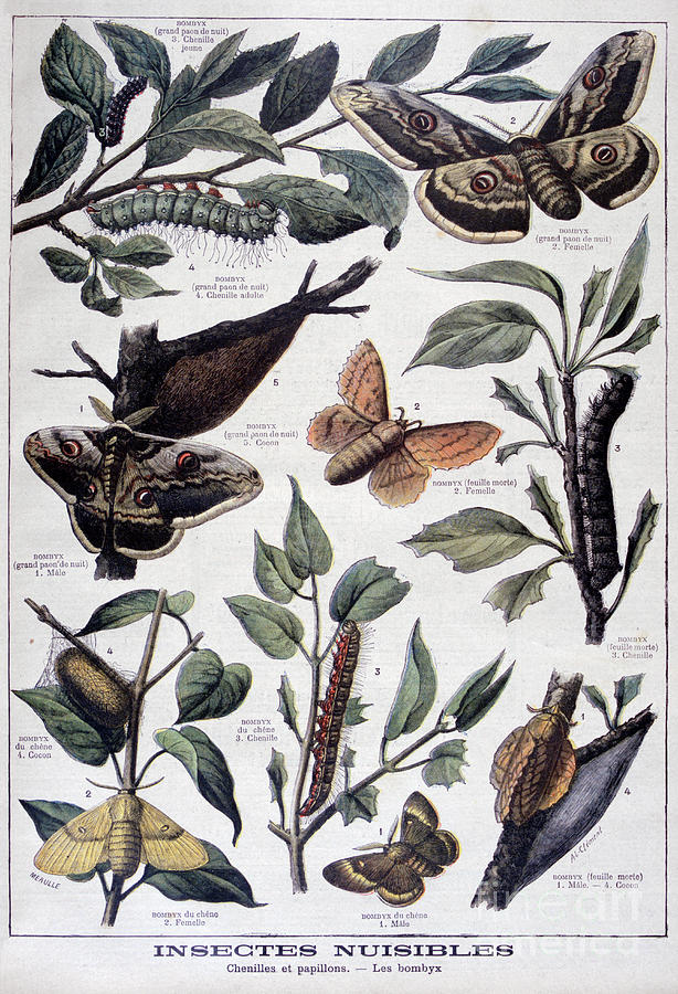 Harmful Insects Caterpillars Drawing by Print Collector