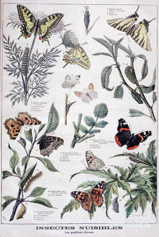 Harmful Insects Daylight Butterflies Drawing by Print Collector