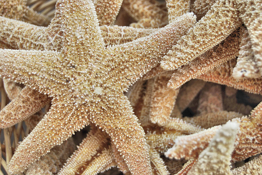 Harmonious Starfish Photograph by JAMART Photography