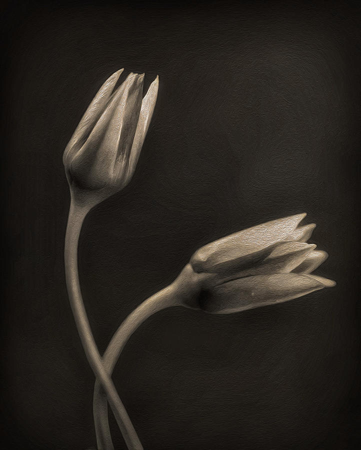 Flower Photograph - Harmony by Allan Wallberg