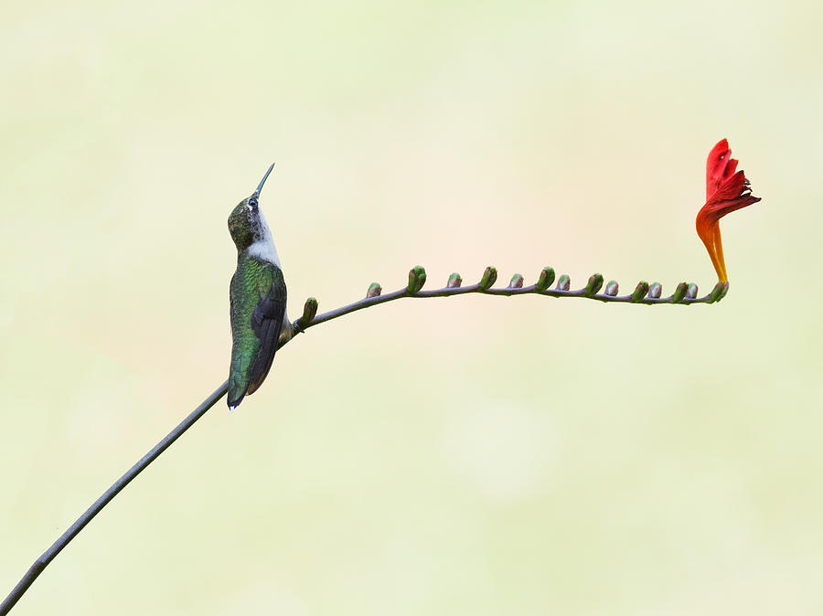 Hummingbird Photograph - Harmony by Hm Shen