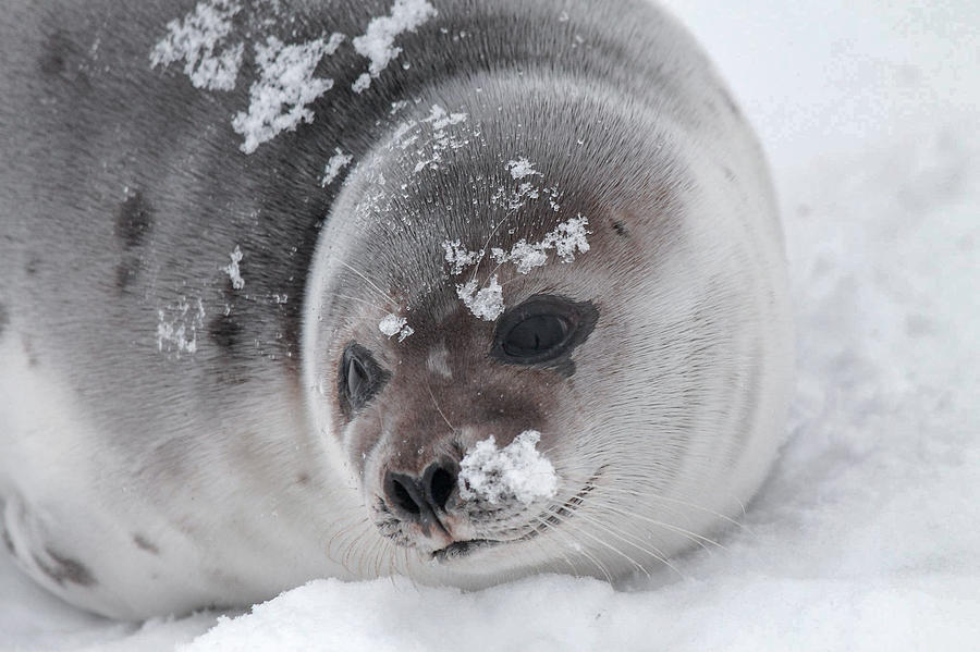 Harp seal Photograph by Brandon Collins - Fine Art America