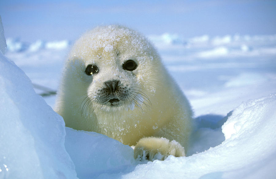 Harp Seal Pagophilus Groenlandicus Pup Photograph by Nhpa - Fine Art ...