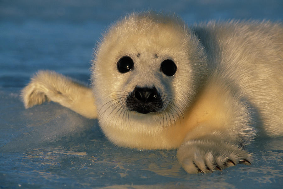 Mammal Photograph - Harp Seal Pup Phoca Groenlandica by Nhpa