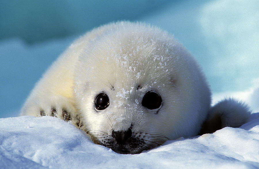 Harp Seal Young Phoca Groenlandica Photograph by Nhpa - Fine Art America