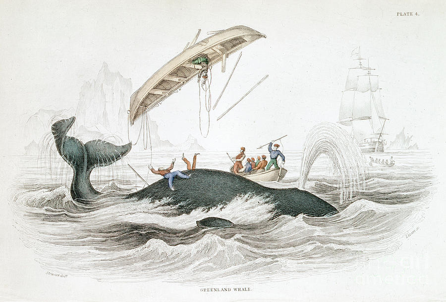 Harpooning A Greenland Whale Which Drawing by Print Collector