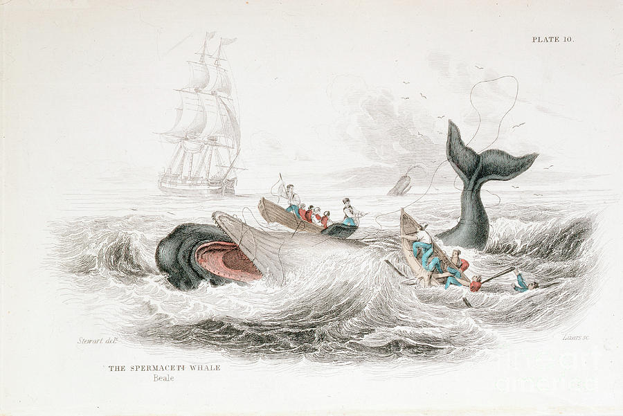 Harpooning A Sperm Whale, 1837. Artist Drawing by Print Collector