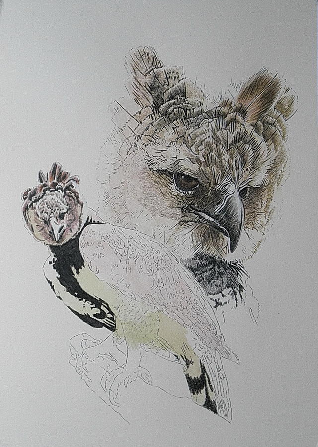 2019 Harpy Eagle day 4 by Barbara Keith 2019 Harpy Eagle day 4 by Barbara Keith