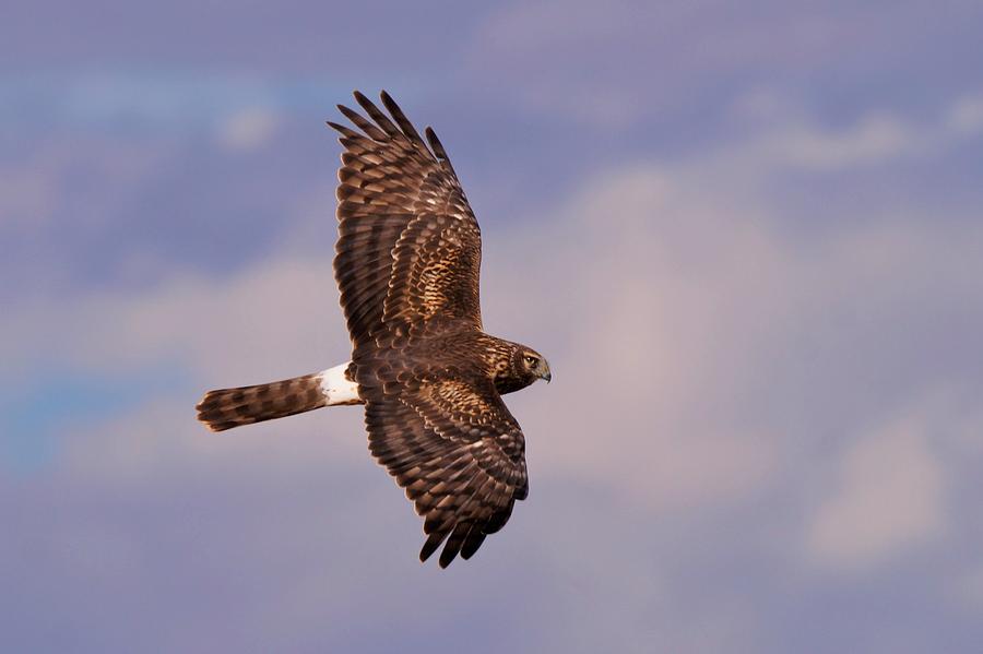 Harrier Hawk Photograph by Dennis Boyd - Fine Art America