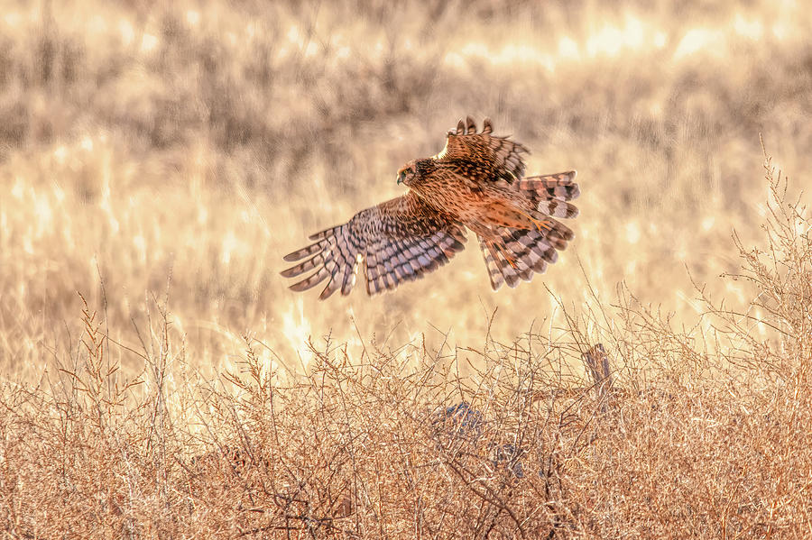 Harrier Photograph by Wade Aiken