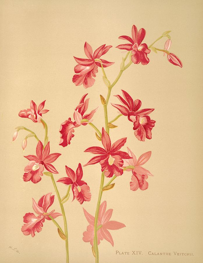 Flower Drawing - Harriet Stewart Miners Botanical by Steeve. E. Flowers.