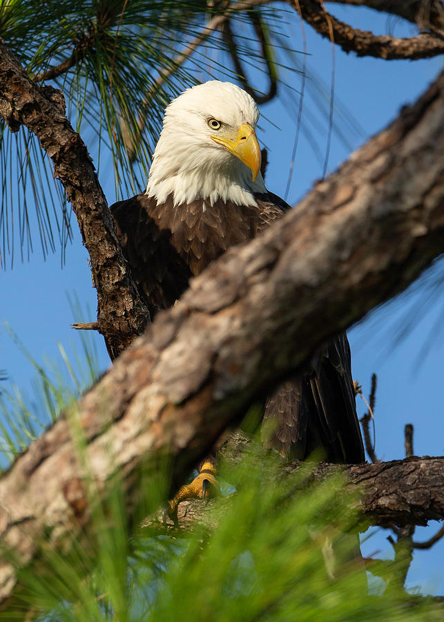 Harriet Up Close and Personal Vertical Photograph by David Eppley