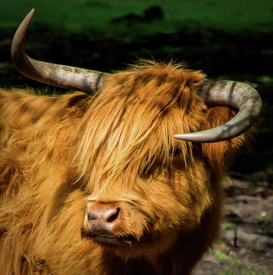 Harrietta - Scottish Highlander Cow Photograph by Faith Burns
