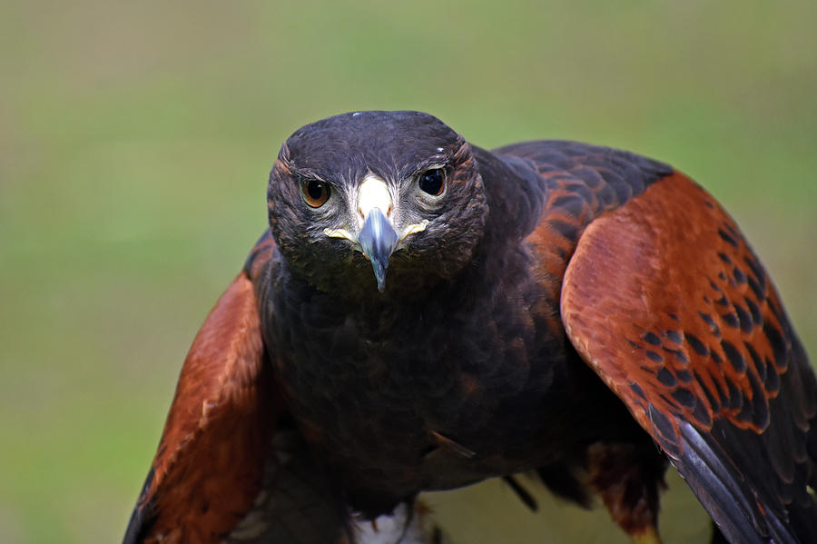 Harris' Hawk Photograph by Glenn Hultgren - Fine Art America