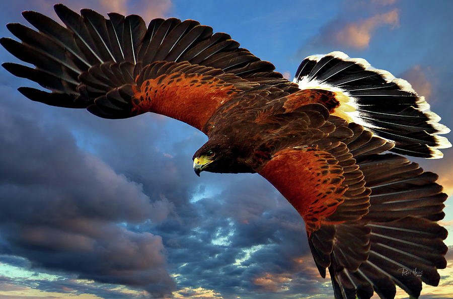 Harris Hawk in Flight Photograph by Russ Harris