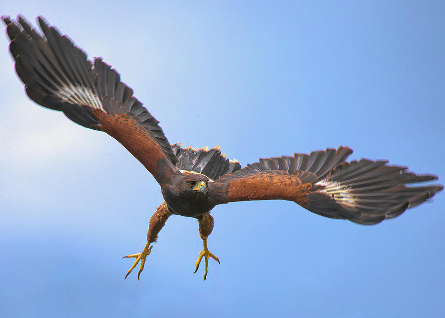 Harris Hawk