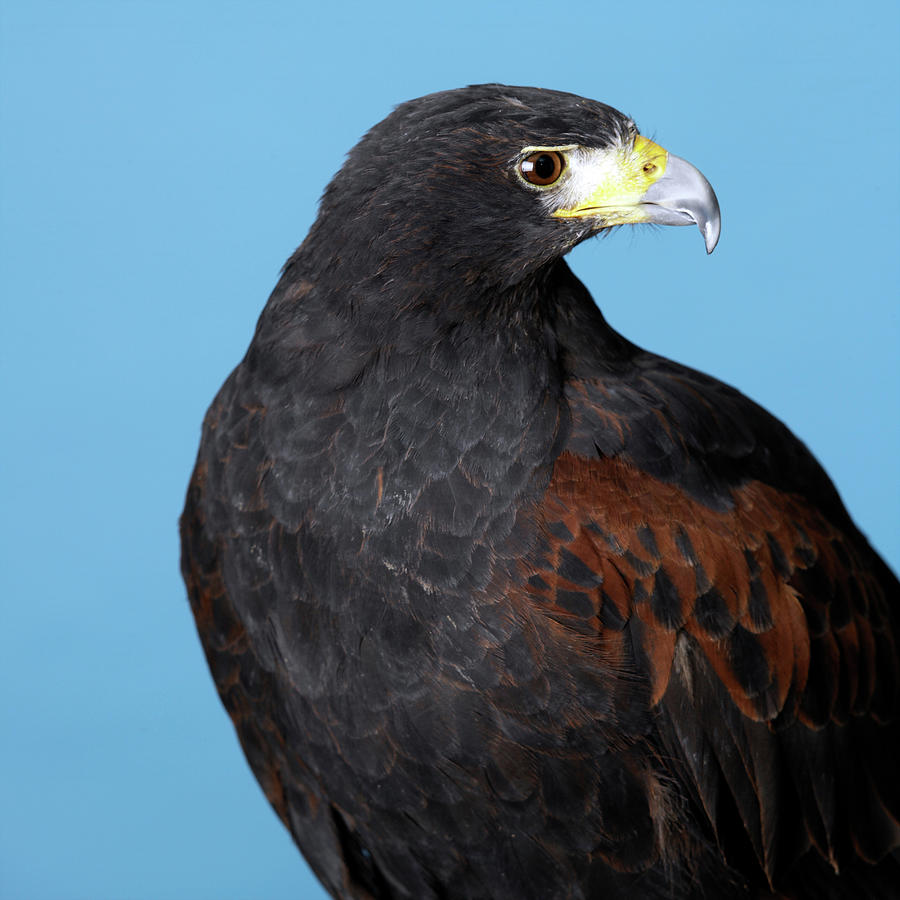 Harris Hawk Digital Art by Simon Murrell - Fine Art America