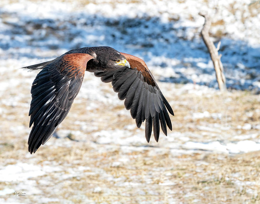 Harriss Hawk in Winter Photograph by Judi Dressler